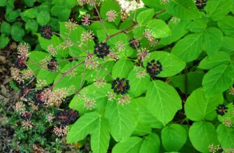 Полезные свойства аралии