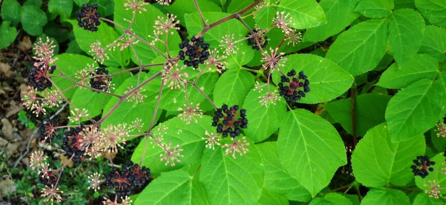 Полезные свойства аралии