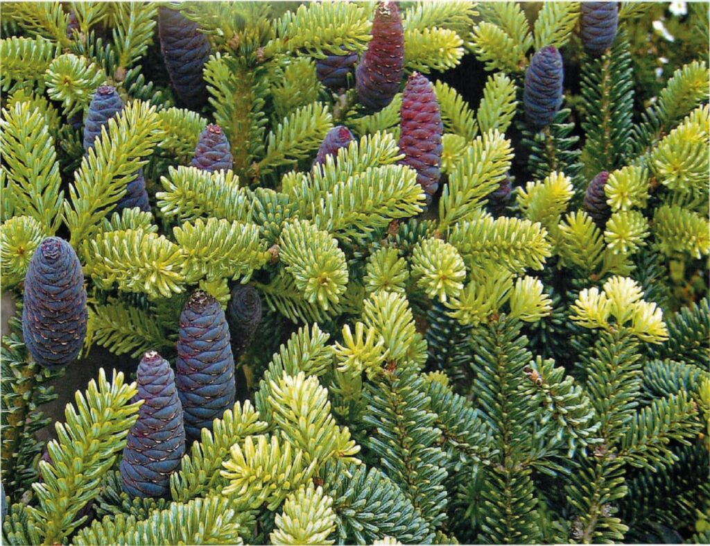 Применение пихты в медицине