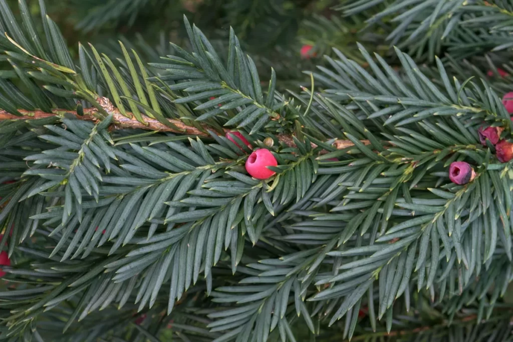 Тис ягодный