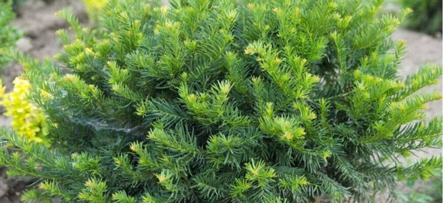 Тис ягодный