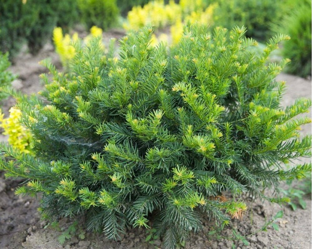 Тис ягодный