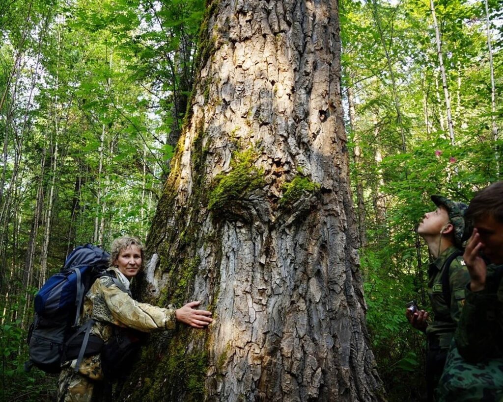 Тополь Максимовича