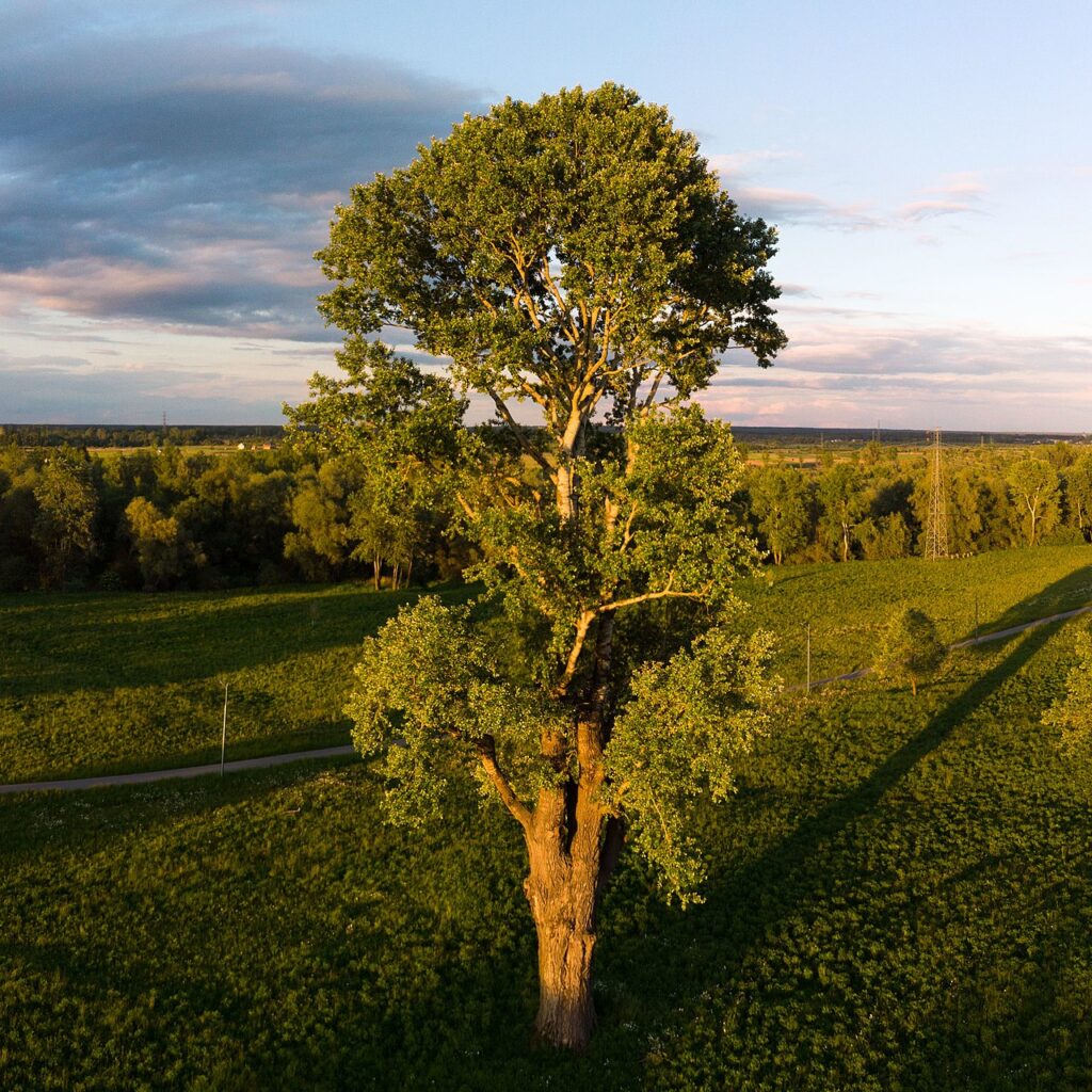 Тополь Максимовича