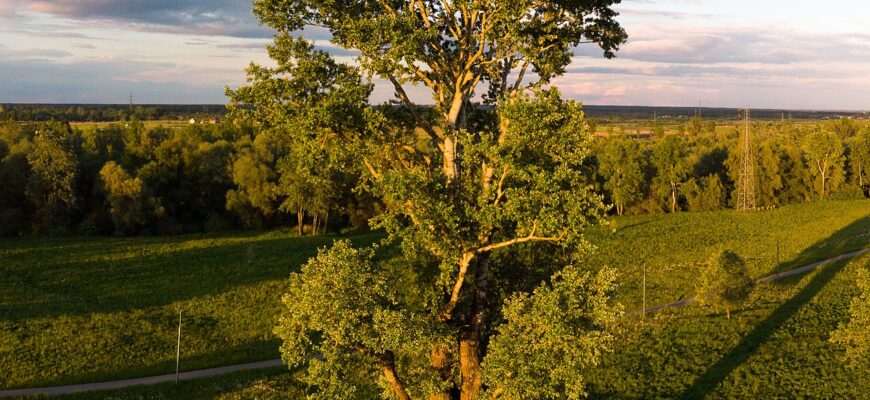 Тополь Максимовича