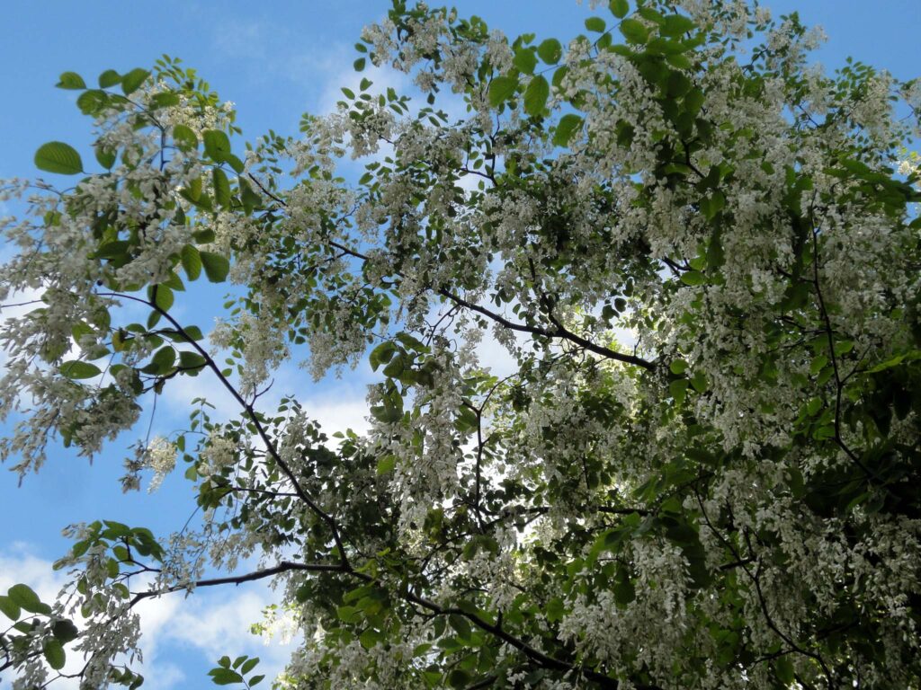 Тополь душистый