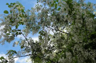 Тополь душистый