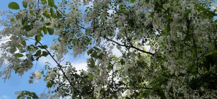 Тополь душистый