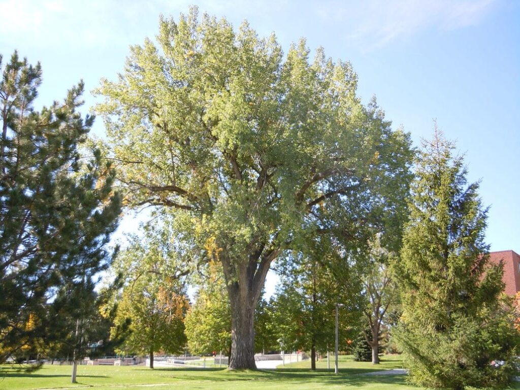 Тополь канадский