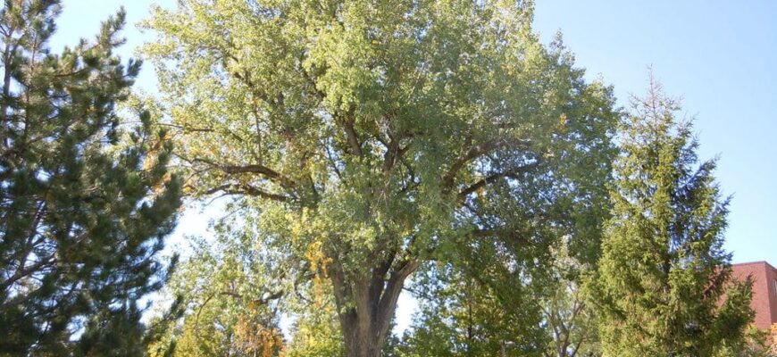 Тополь канадский