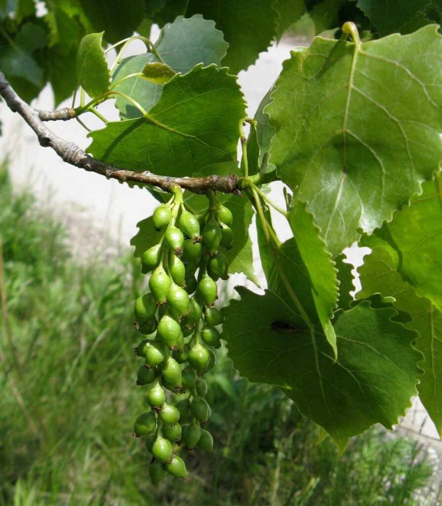 Тополь канадский