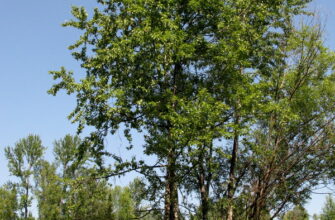 Тополь лавролистный