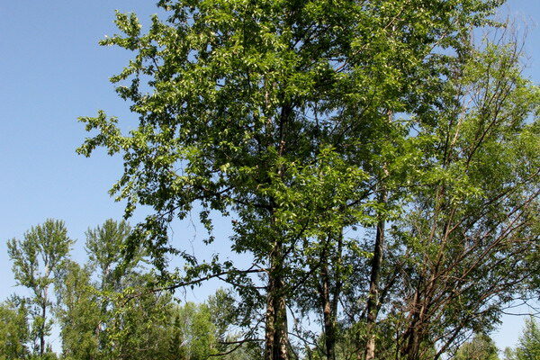 Тополь лавролистный