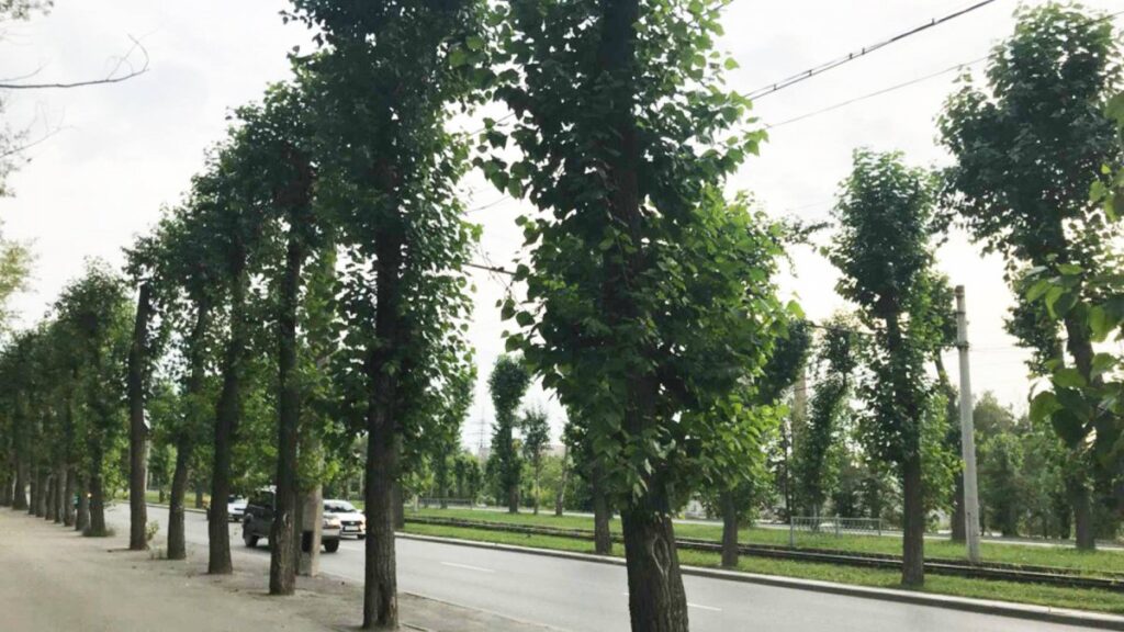 Тополь московский