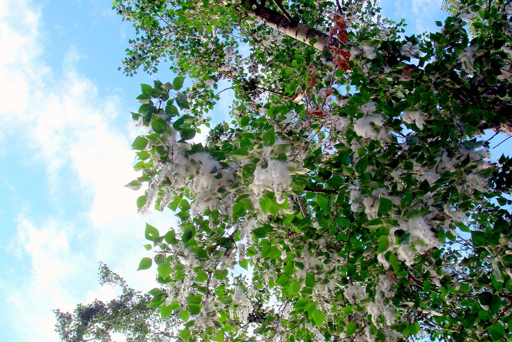 Тополь московский