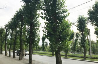 Тополь московский