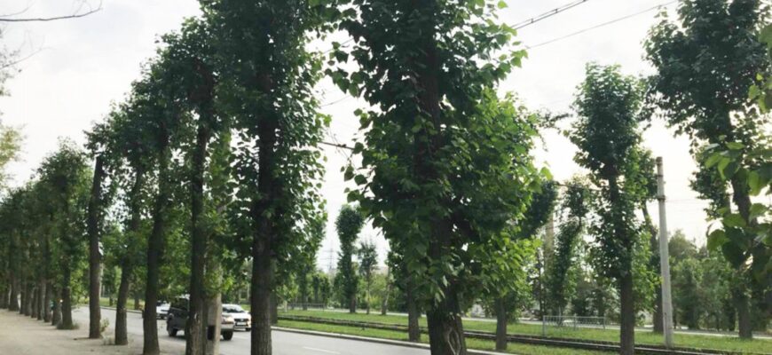 Тополь московский