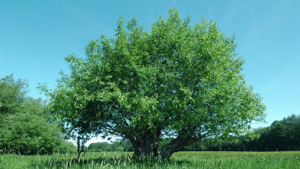 Вяз эллиптический