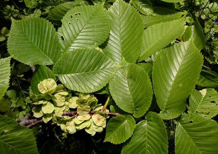 Вяз эллиптический