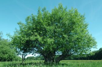 Вяз эллиптический