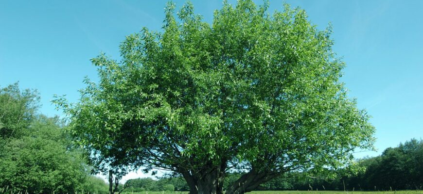 Вяз эллиптический