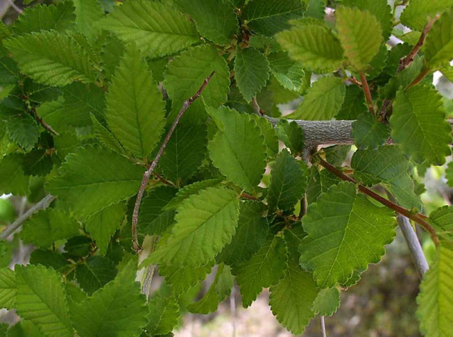Вяз крупноплодный