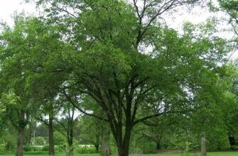 Вяз крупноплодный