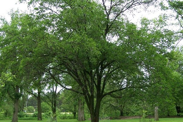 Вяз крупноплодный