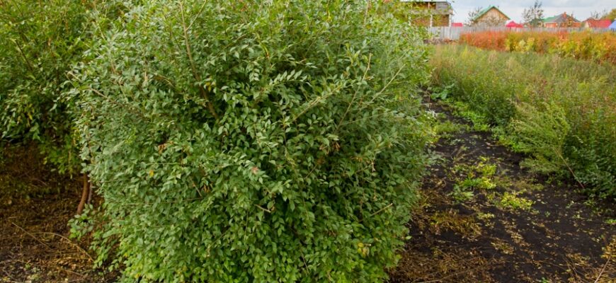 Вяз мелколистный