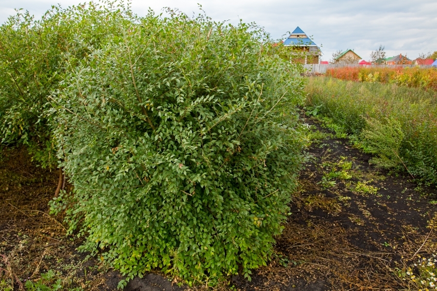 Вяз мелколистный