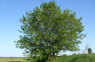 Вяз приземистый