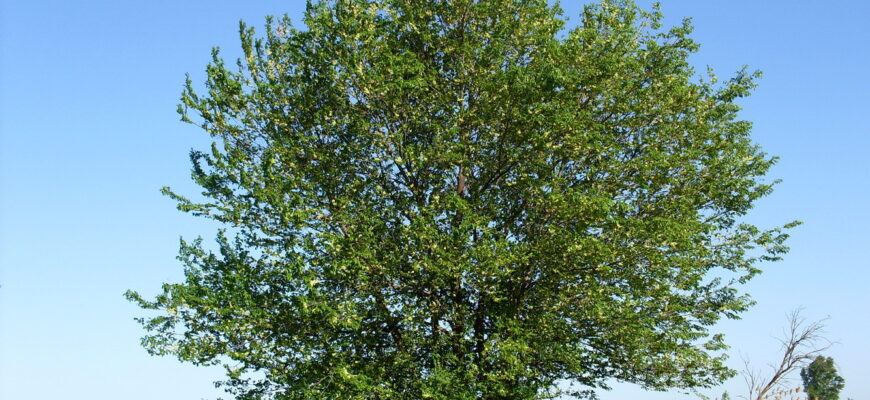 Вяз приземистый