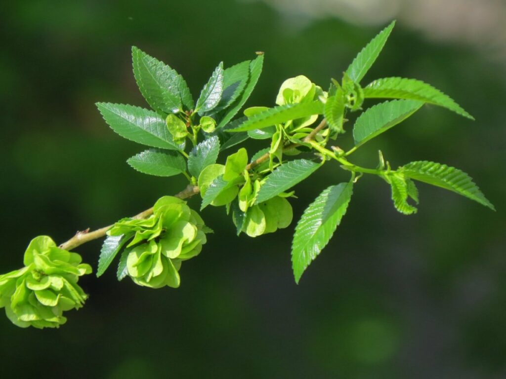 Вяз приземистый