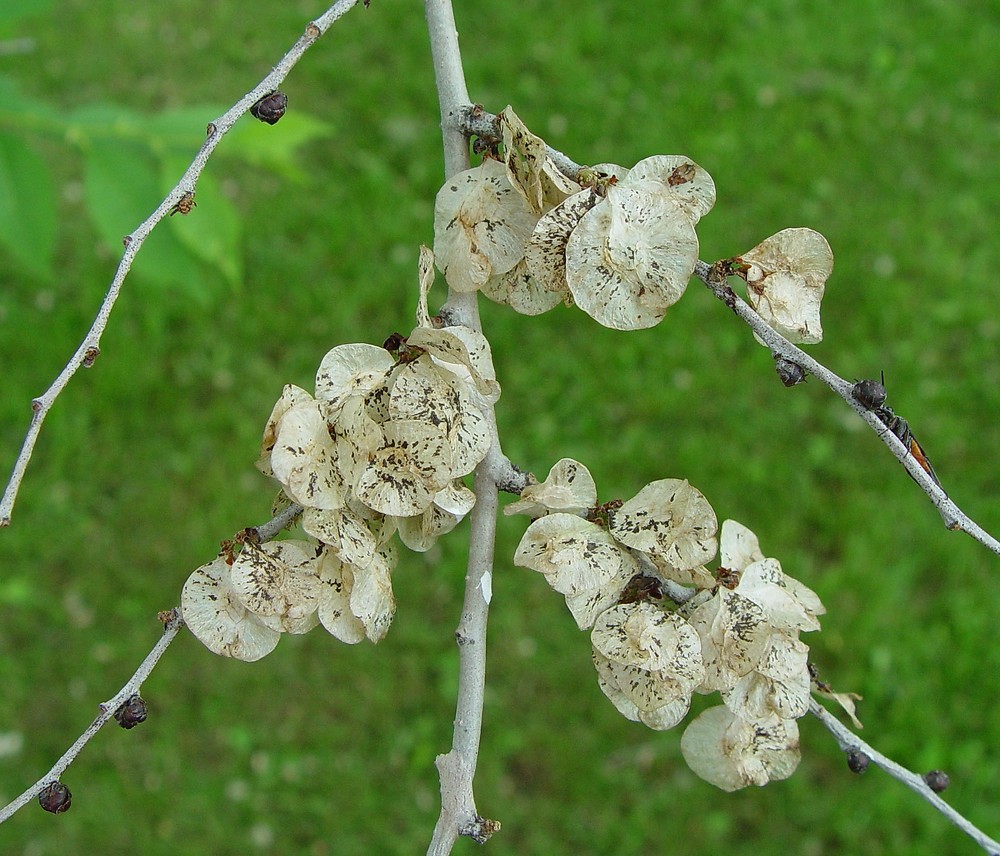 Вяз приземистый
