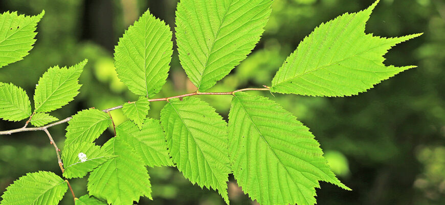 Вяз разрезной