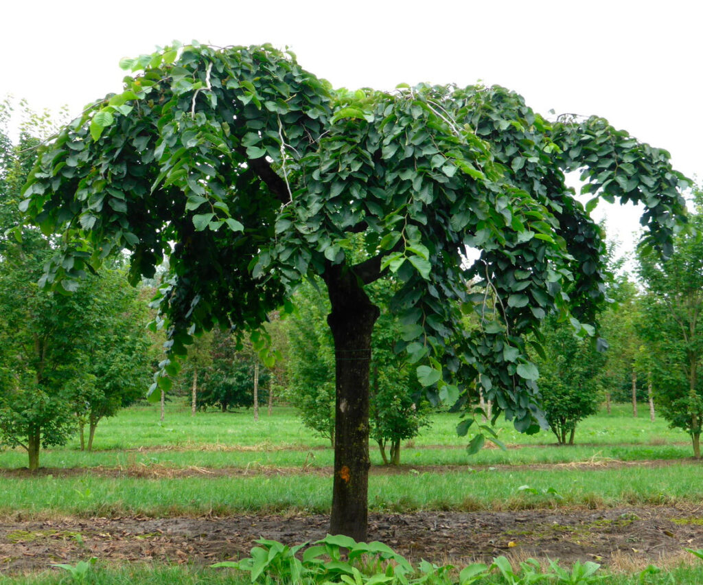 Вяз шершавый