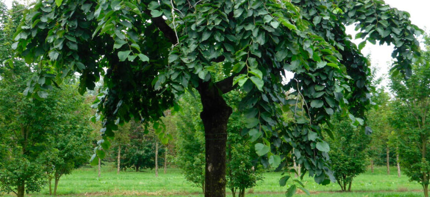 Вяз шершавый