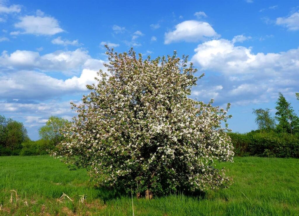 Яблоня лесная