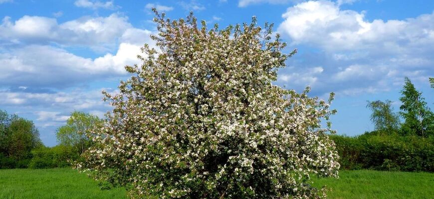 Яблоня лесная