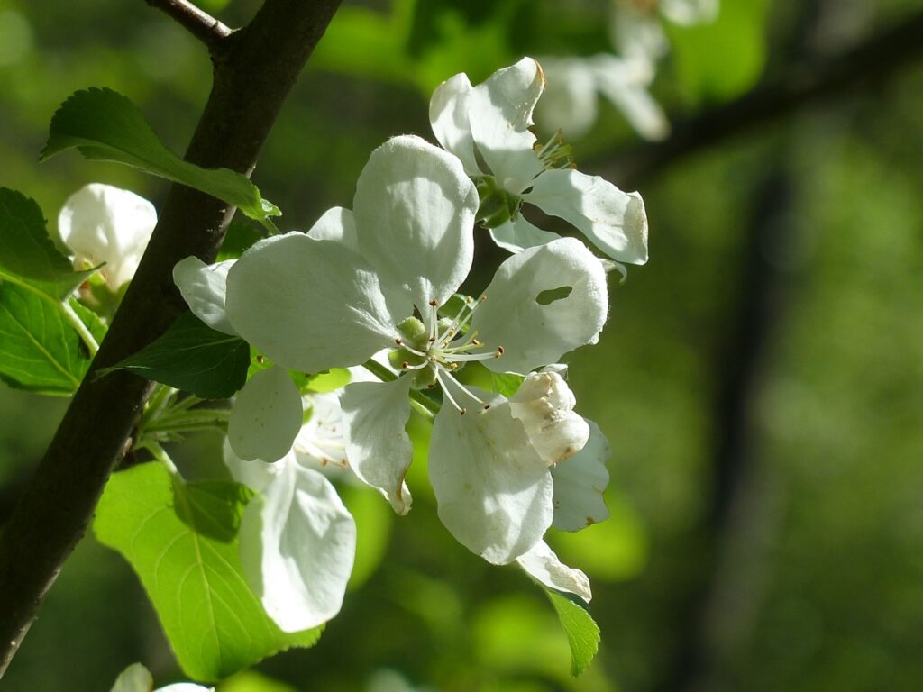 Яблоня лесная