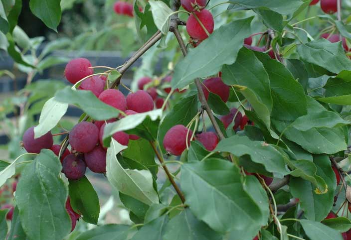 Яблоня маньчжурская