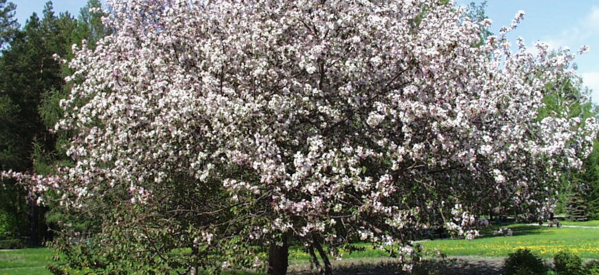 Яблоня маньчжурская