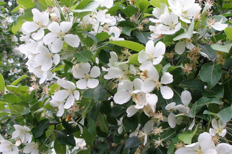 Яблоня маньчжурская