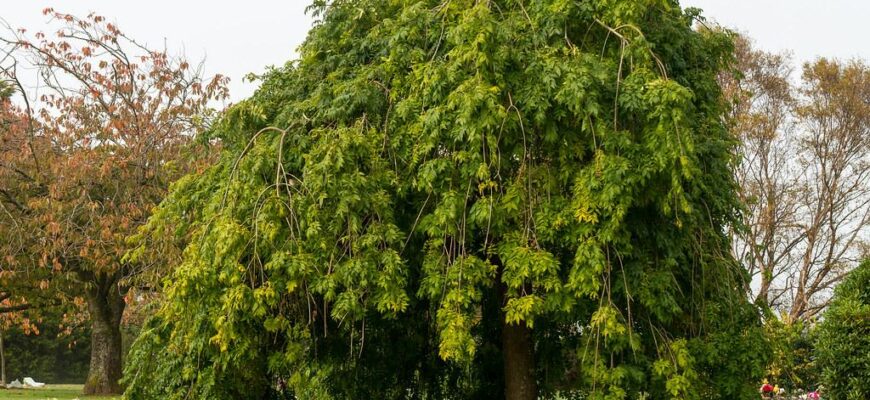 Ясень обыкновенный