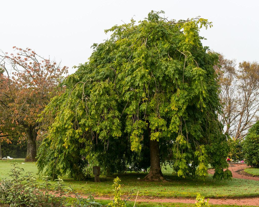 Ясень обыкновенный