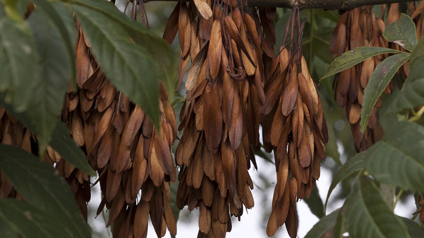 Ясень обыкновенный