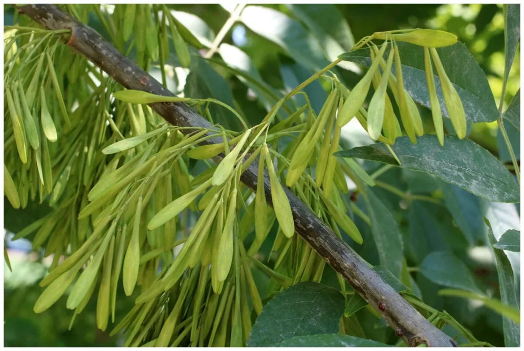 Ясень пенсильванский