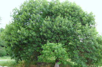 Ясень пенсильванский