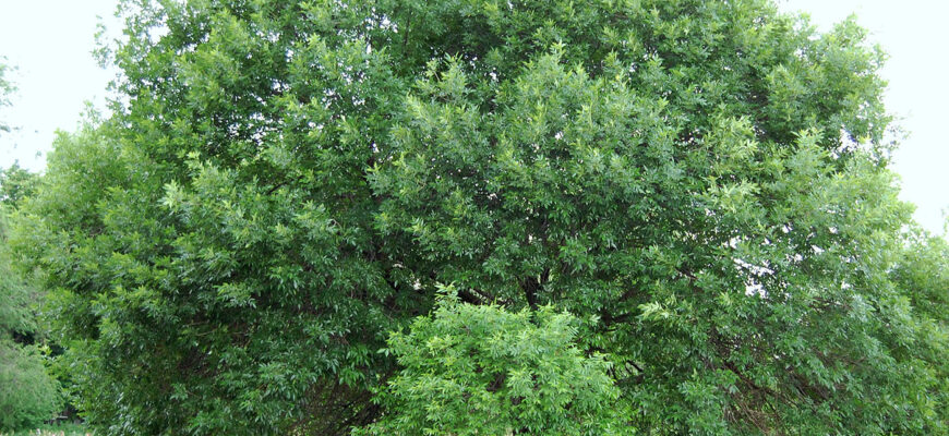 Ясень пенсильванский