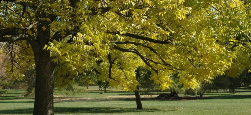 Ясень шерстистый